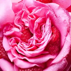 Bulgari Allegra Fiori Damore Eau De Parfum in Clear